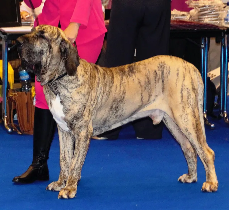 Fila Brasileiro photo thumbnail 4