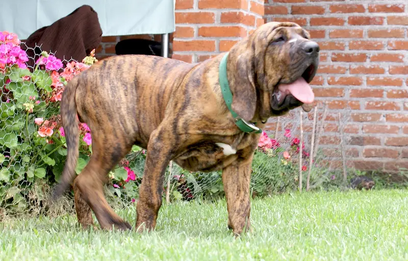 Fila Brasileiro in a natural setting
