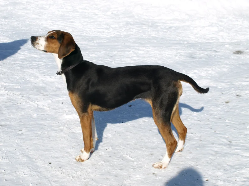 Finnish Hound - Dog breed similar to Briquet de Provence