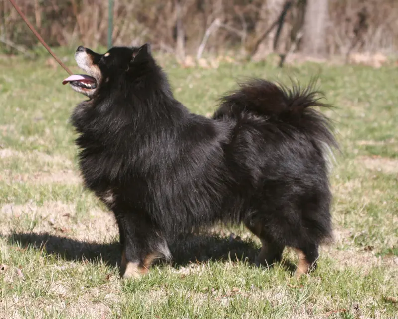 Finnish Lapphund full body photo