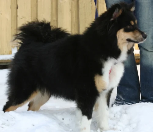 Finnish Lapphund thumbnail 4