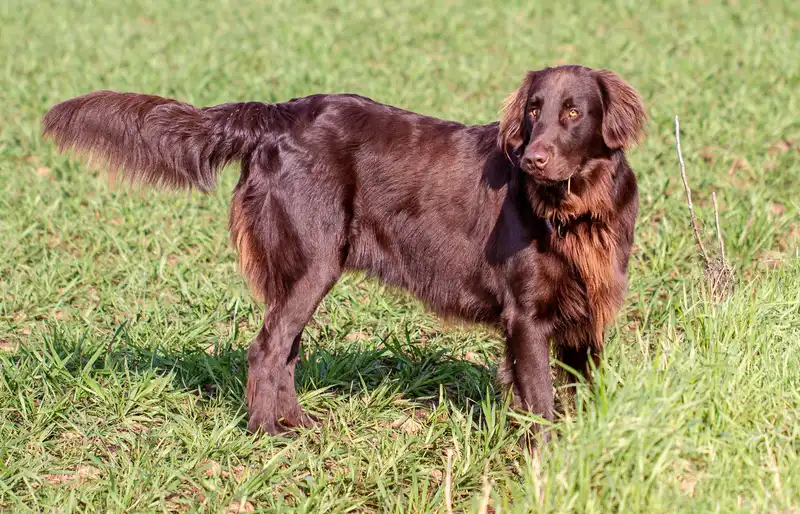 Flat-coated Retriever - Sporting breed known for being Devoted and Intelligent