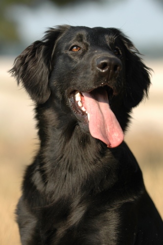 Flat-coated Retriever thumbnail 3