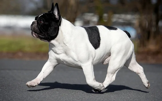 French Bulldog thumbnail 2