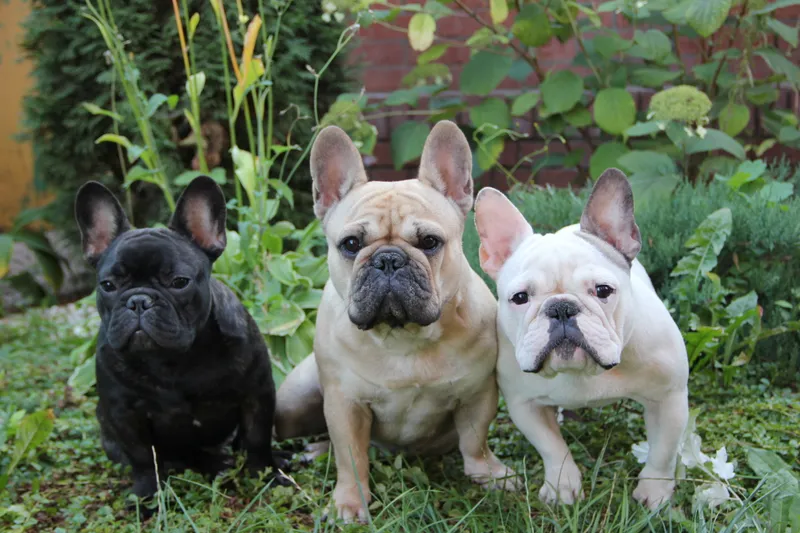 French Bulldog thumbnail 1