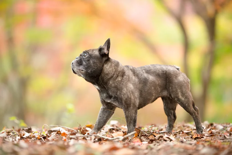 French Bulldog thumbnail 6