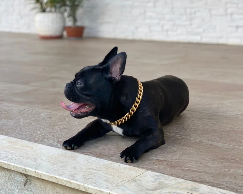 French Bulldog - Image 4