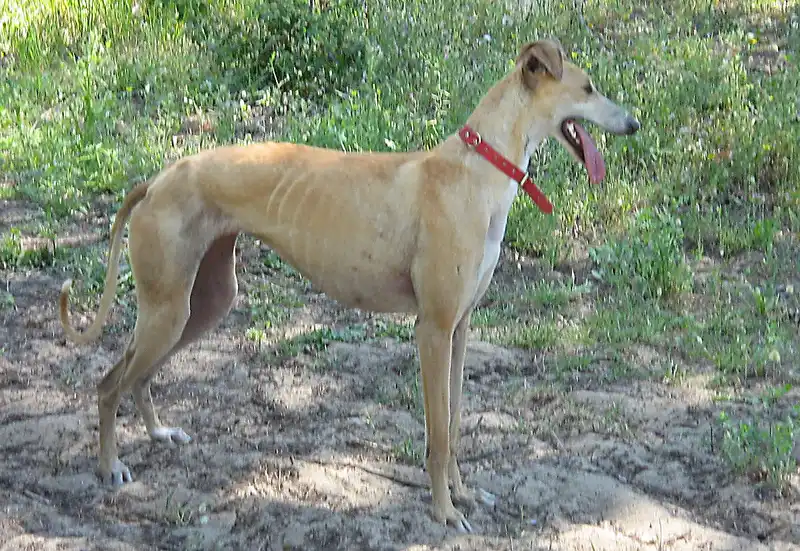 Galgo Español side profile view