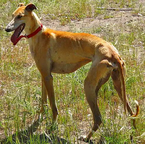 Galgo Español photo thumbnail 3