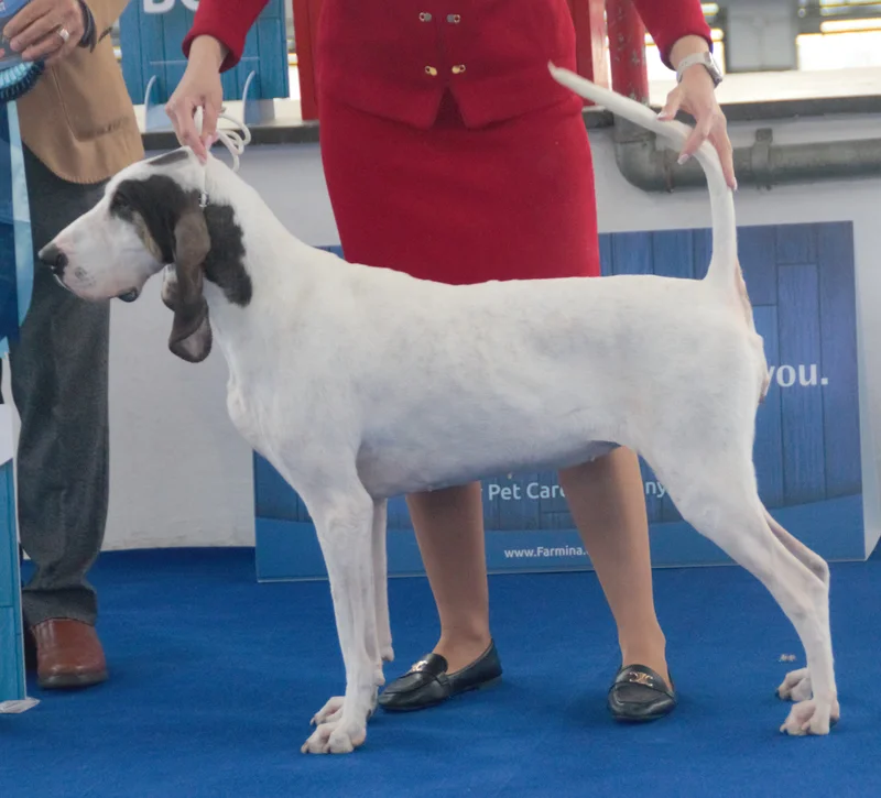 Gascon Saintongeois - The Gascon Saintongeois is a large French scent hound known for its hunting prowess and affectionate nature. With a striking white coat marked by black patches, this breed thrives in active environments and is a loyal companion.