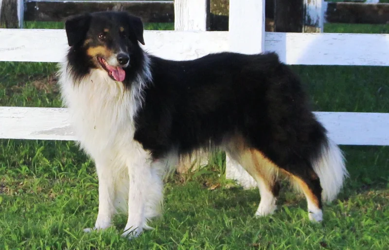 Gaucho Sheepdog - Image 1