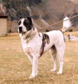 Georgian Shepherd, a 87% match to Bully Kutta