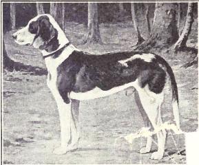 German Hound photo thumbnail 1