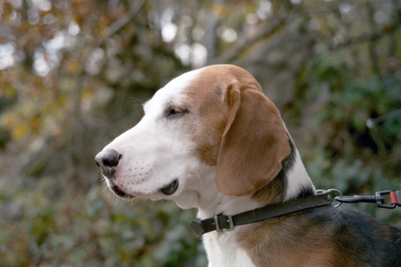 German Hound side profile view