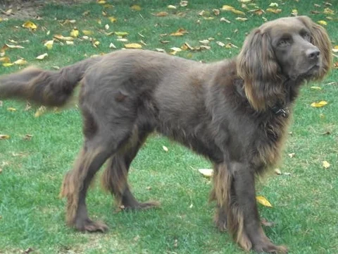 German Longhaired Pointer - Dog breed similar to Perdigueiro Galego