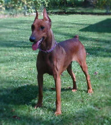German Pinscher - Image 4