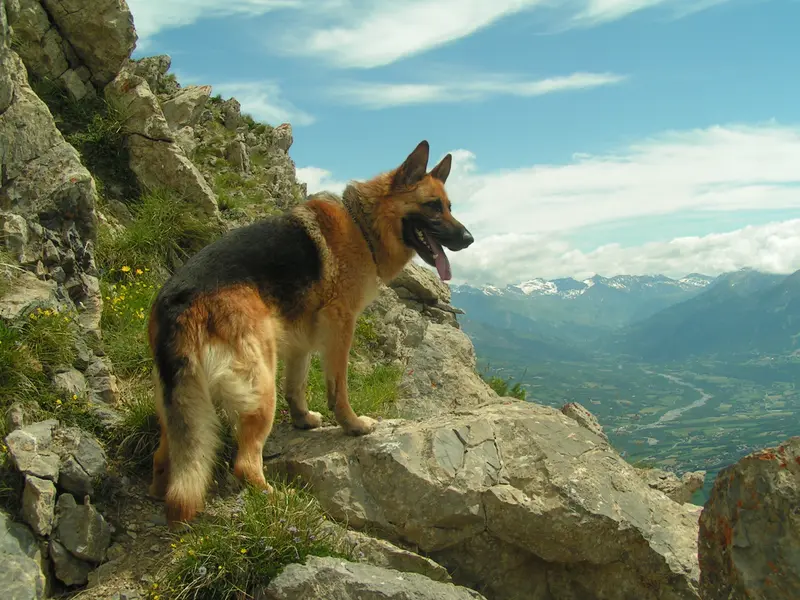 German Shepherd - Herding breed known for being Courageous and Intelligent