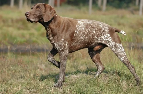 German Shorthaired Pointer - Sporting breed known for being Affectionate and Energetic