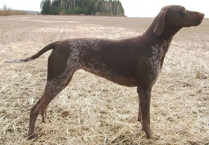 German Shorthaired Pointer, a 85% match to Weimaraner