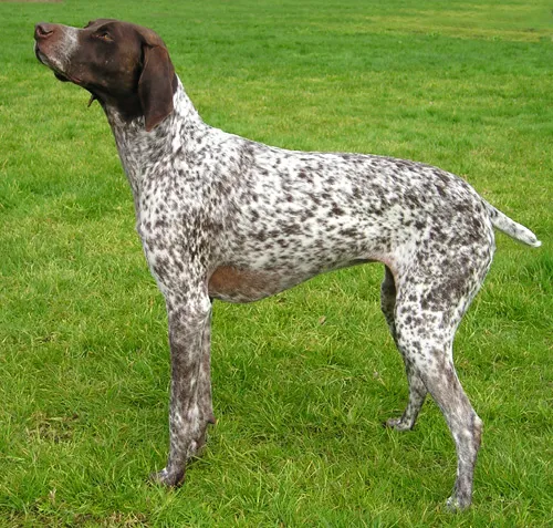 German Shorthaired Pointer full body photo
