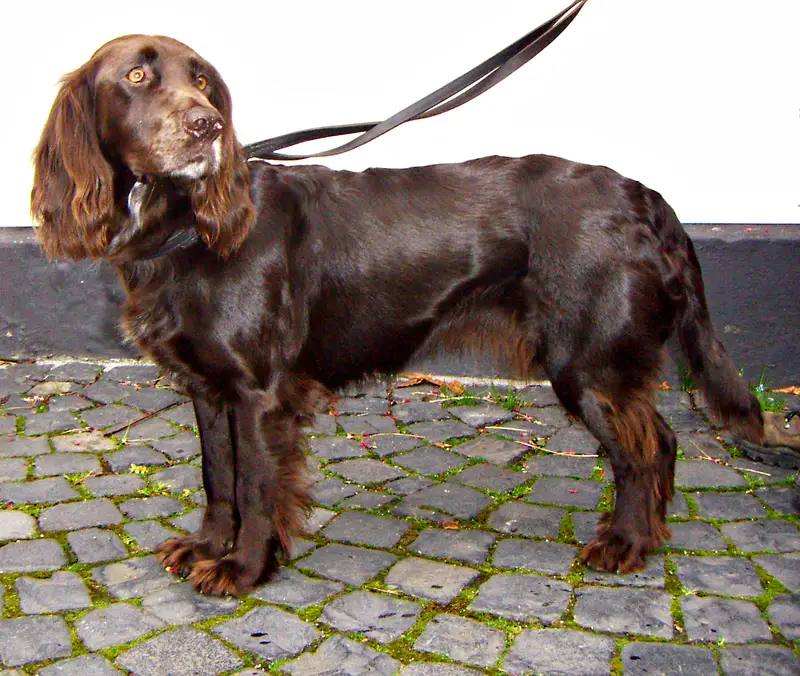 German Spaniel photo thumbnail 2