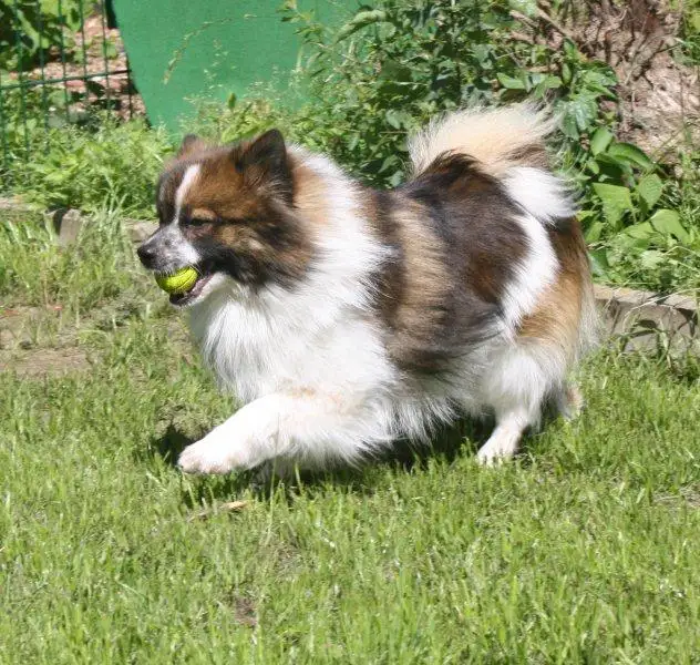 German Spitz full body photo