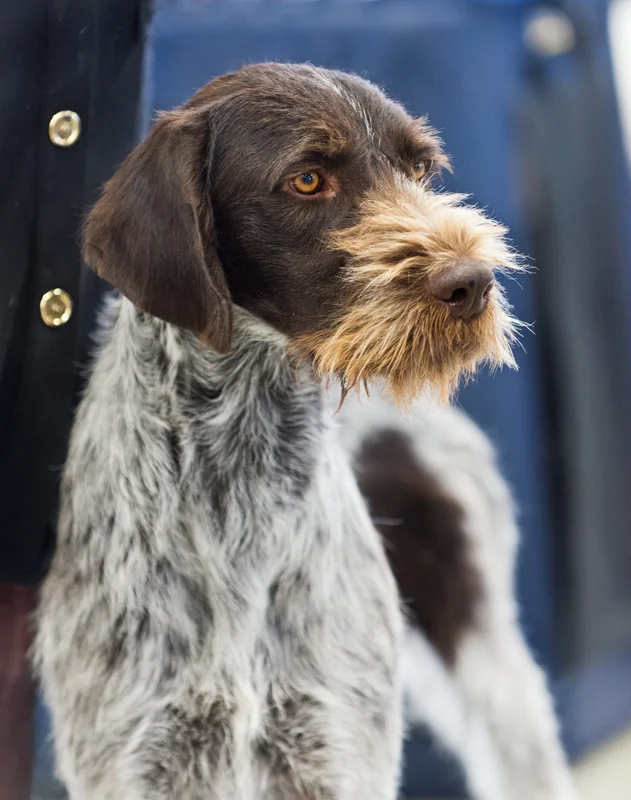 German Wirehaired Pointer photo thumbnail 3
