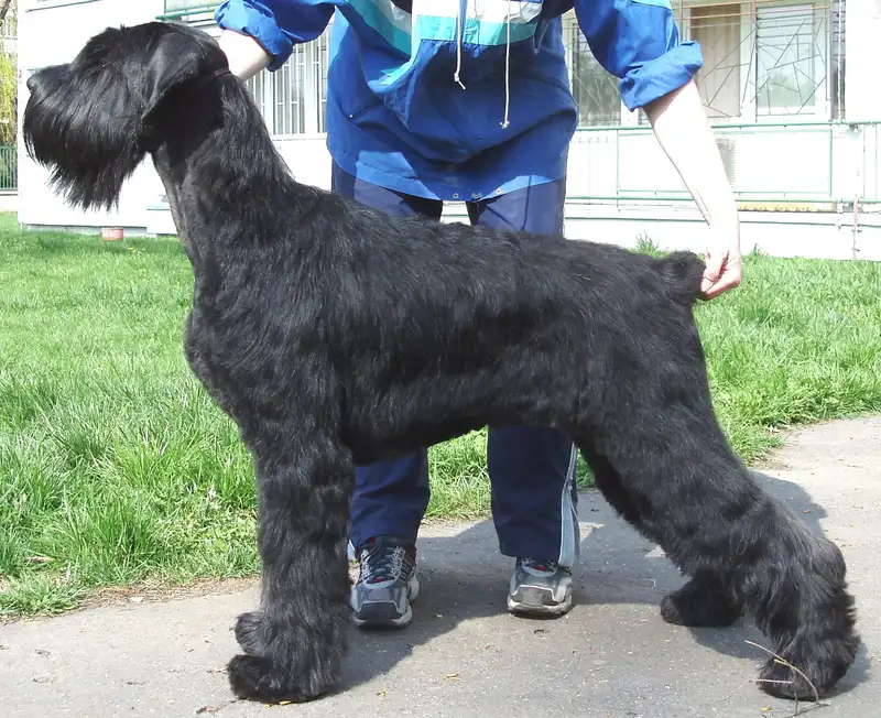 Giant Schnauzer - The Giant Schnauzer is a large, intelligent, and protective breed known for its loyalty and versatility. With a strong work ethic, they excel in various roles, including as family companions, watchdogs, and in dog sports.