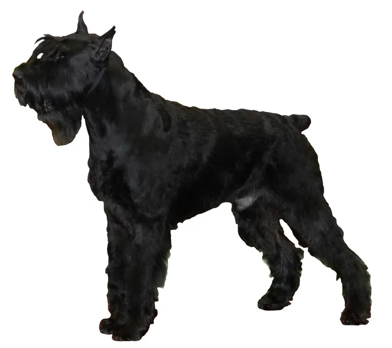 Giant Schnauzer - Image 3
