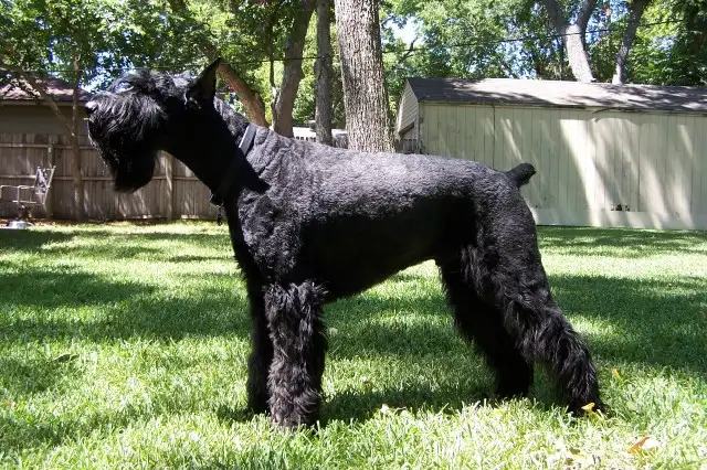 Giant Schnauzer - Image 1