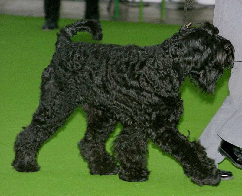 Giant Schnauzer close-up photo