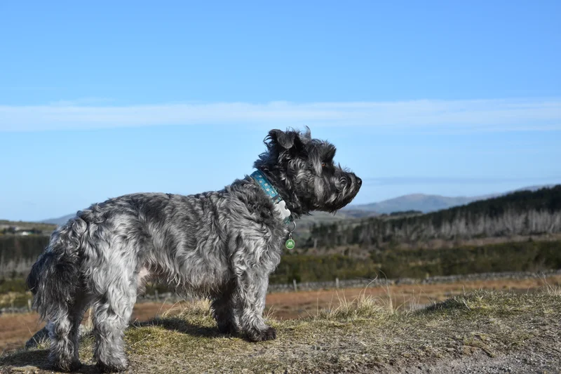 Glen of Imaal Terrier - Terrier breed known for being Affectionate and Intelligent