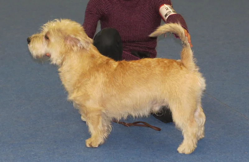 Glen of Imaal Terrier thumbnail 3