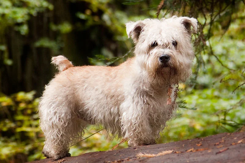 Glen of Imaal Terrier thumbnail 2