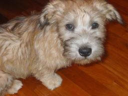 Glen of Imaal Terrier close-up photo