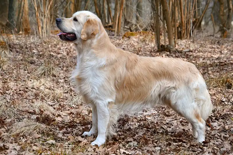 Golden Retriever photo thumbnail 2