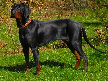 Gonczy Polski - Hound breed known for being Courageous and Gentle