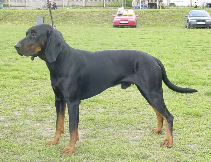 Gonczy Polski - Dog breed similar to Bulgarian Scenthound