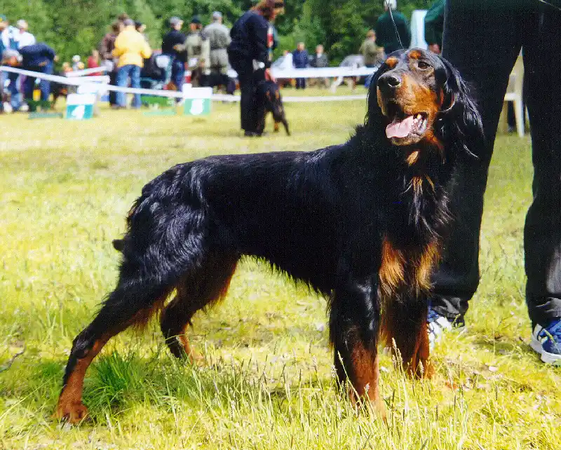 Gordon Setter - Sporting breed known for being Affectionate and Energetic