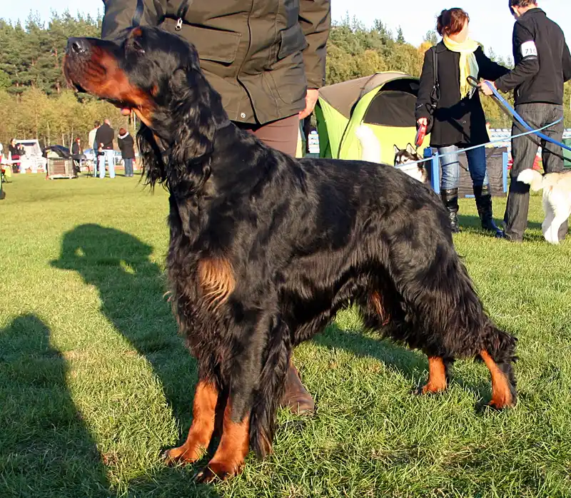 Gordon Setter photo thumbnail 2