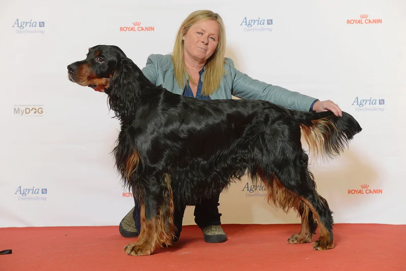 Gordon Setter - Image 1
