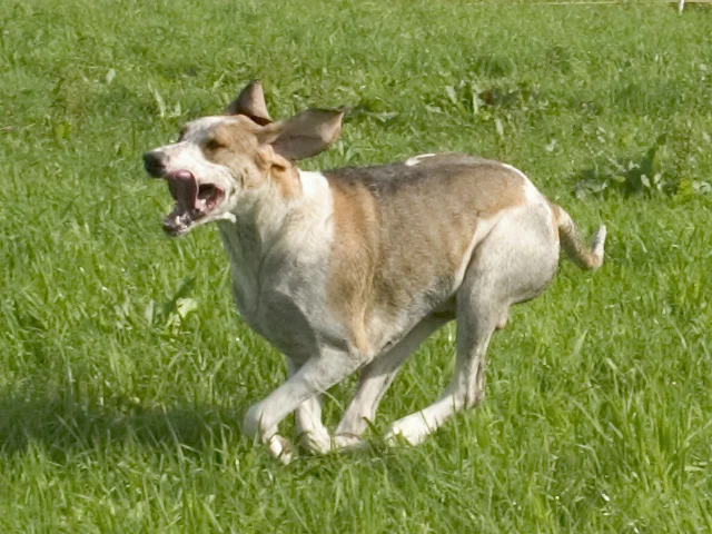 Grand Anglo-Francais Blanc et Orange - Dog breed similar to Sabueso Español