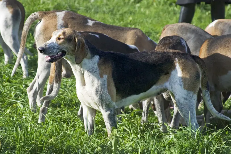 Grand Anglo-Francais Tricolore - Dog breed similar to Anglo-Francais de Petite Venerie