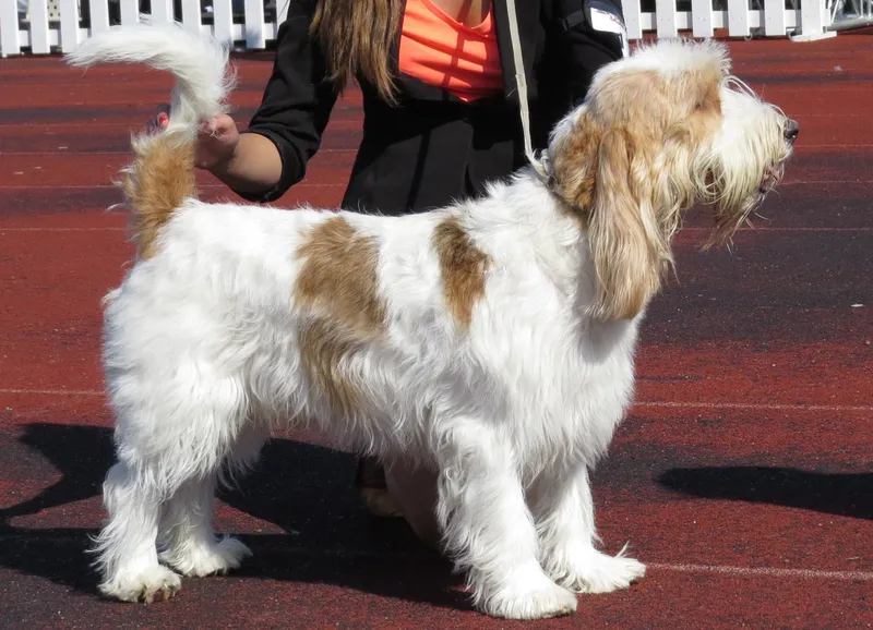 Grand Basset Griffon Vendeen, a 90% match to German Hound