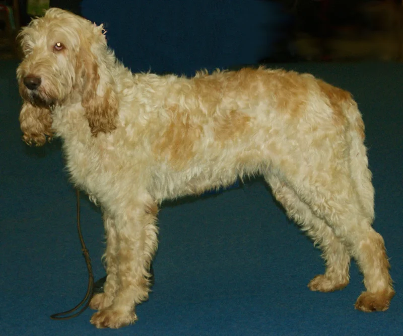 Grand Griffon Vendeen - Dog breed similar to Grand Basset Griffon Vendeen