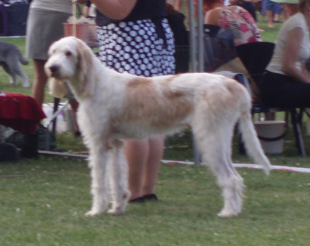 Grand Griffon Vendeen photo thumbnail 3