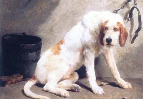 Grand Griffon Vendeen thumbnail 3