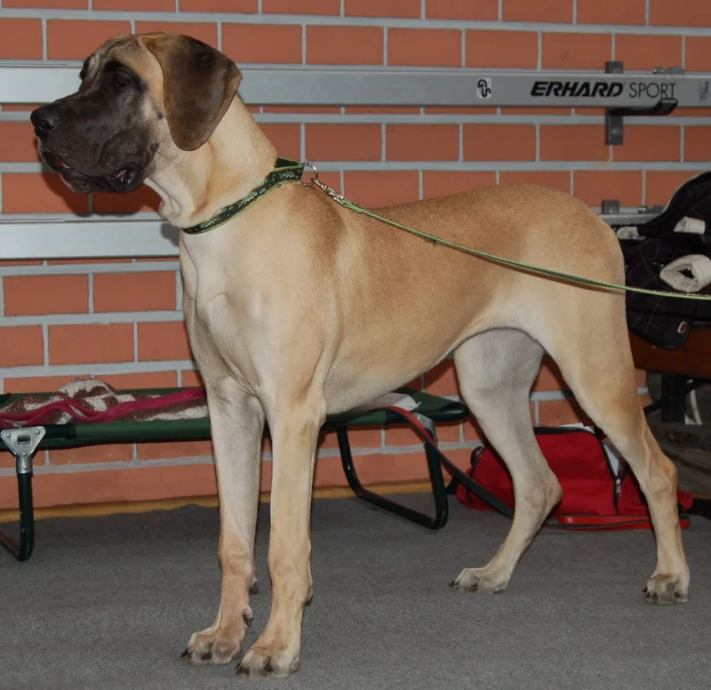 Great Dane, a 85% match to St. Bernard