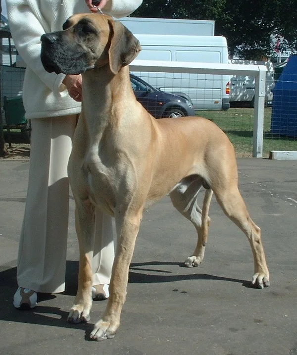 Great Dane photo thumbnail 2