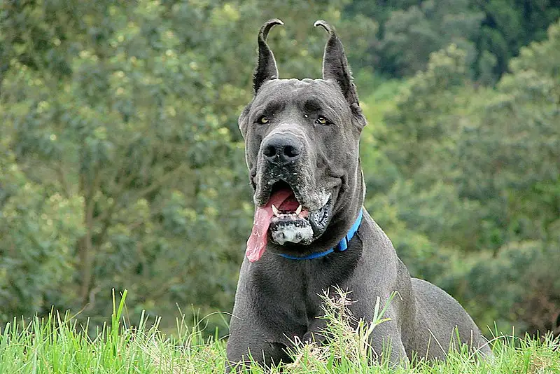 Great Dane full body photo